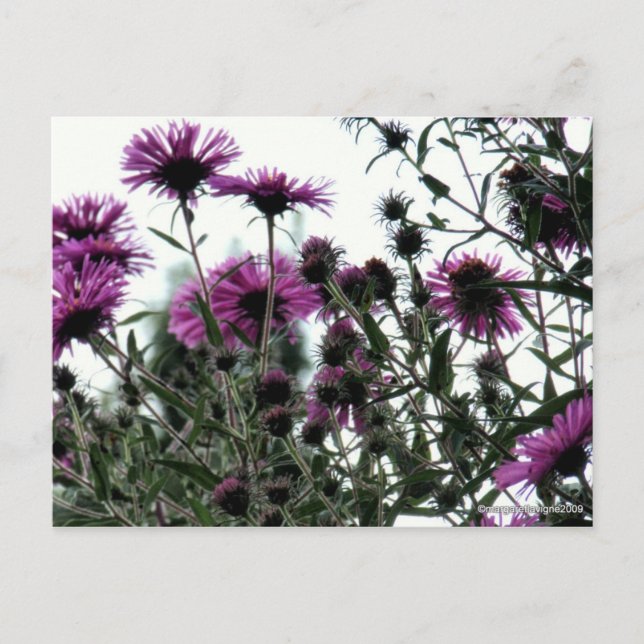 Postal Asters con fondo blanco (Anverso)
