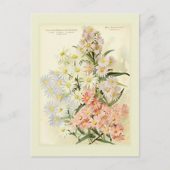 Postal Asters (Michaelmas daisy) (Anverso)