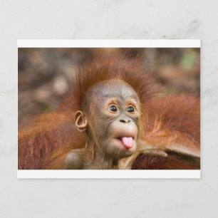 Postal Asuntos de monos 2