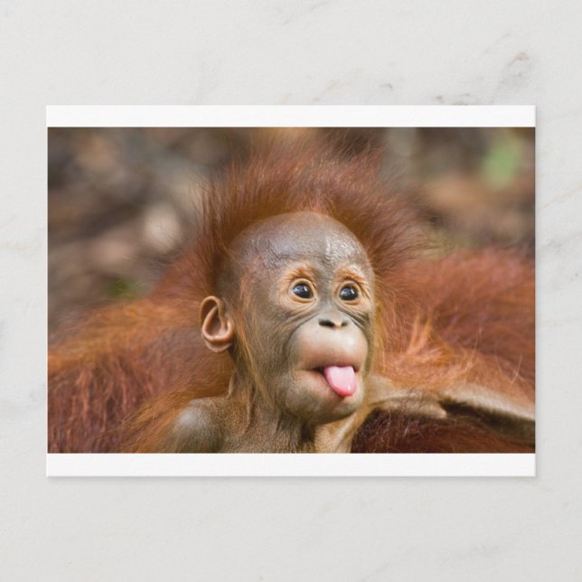 Postal Asuntos de monos 2 (Anverso)