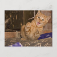 Ataque a gatitos