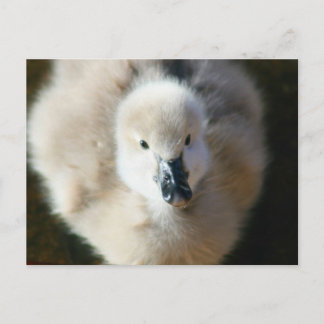 Postal ¡Ataque Cuto!