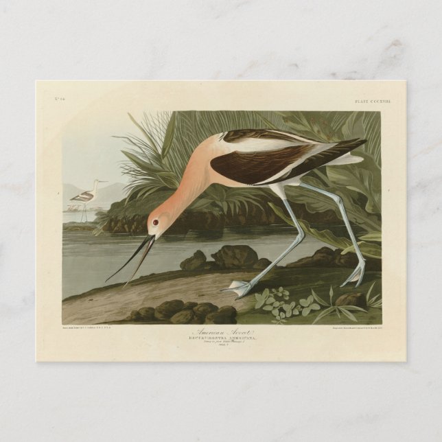 Postal Ataque estadounidense de los pájaros de América de (Anverso)