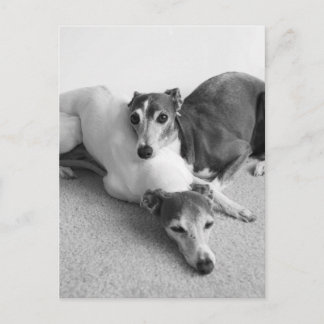 Postal Ataques de Greyhounds italiano