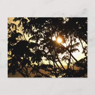 Postal Atardecer a través de árboles en fotografía tropic