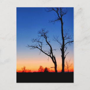 Postal Atardecer a través de los árboles