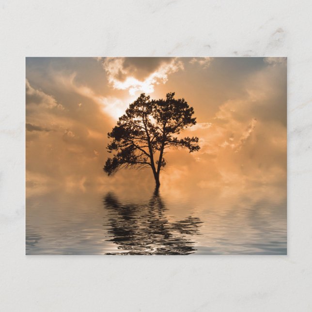 Postal Atardecer de agua y árboles (Anverso)