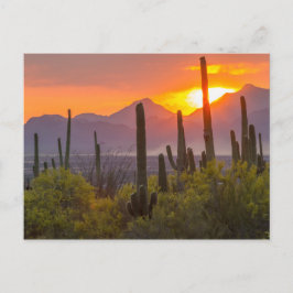 Postal Atardecer de cactus del desierto, Arizona