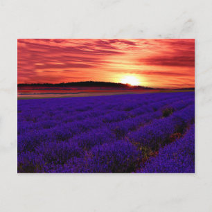 Postal Atardecer de campo de lavanda