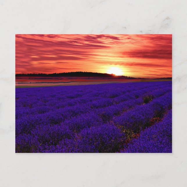 Postal Atardecer de campo de lavanda (Anverso)