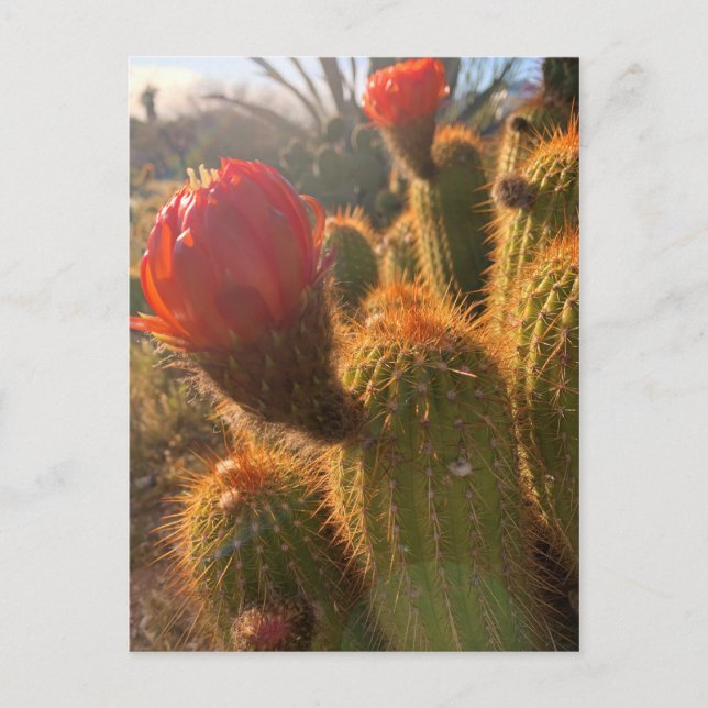 Postal Atardecer de flores de cactus rojas (Anverso)