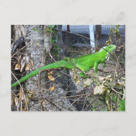 Postal Atardecer de iguana en La Romain, sur de Trinidad