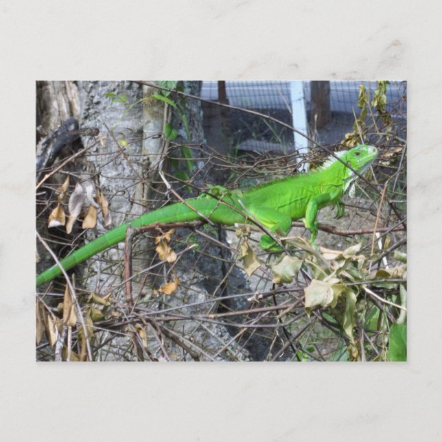 Postal Atardecer de iguana en La Romain, sur de Trinidad (Anverso)