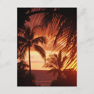 Postal Atardecer de palmera en Hawái
