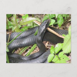 Postal Atardecer de serpiente negro