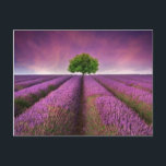 Postal Atardecer de verano en el campo de lavanda<br><div class="desc">Hermosa imagen del campo de lavanda Verano paisaje de puesta de sol con un solo árbol en el horizonte colores contrastantes © y ® Bigstock® - Todos los derechos reservados.</div>
