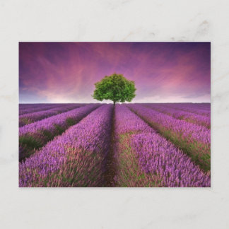 Postal Atardecer de verano en el campo de lavanda
