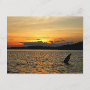 Postal Atardecer en el lago