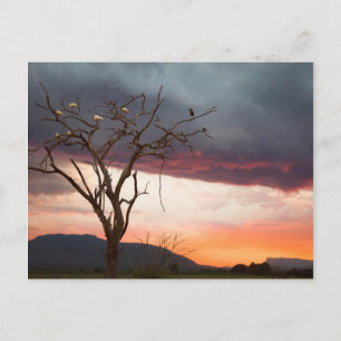 Postal Atardecer En El Pantano De Kandheri Con Esponbill 