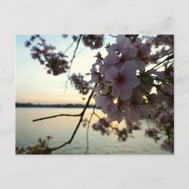 Postal Atardecer en flor de cerezo en Washington DC (Anverso)