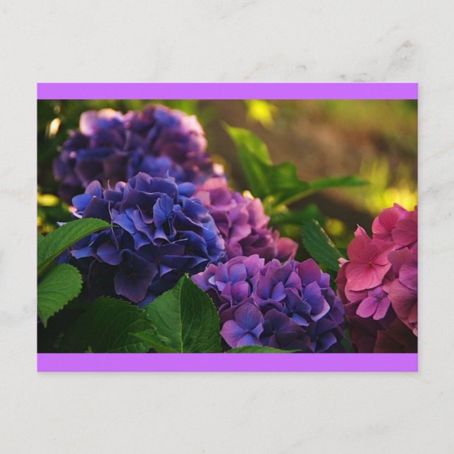 Postal Atardecer en Hydrangeas (Anverso)