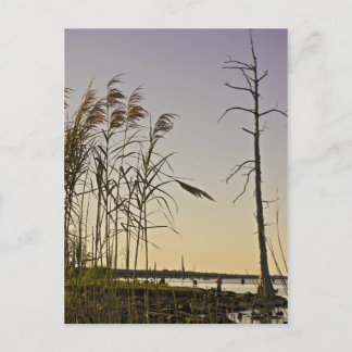 Postal Atardecer en la ciénaga de Luisiana