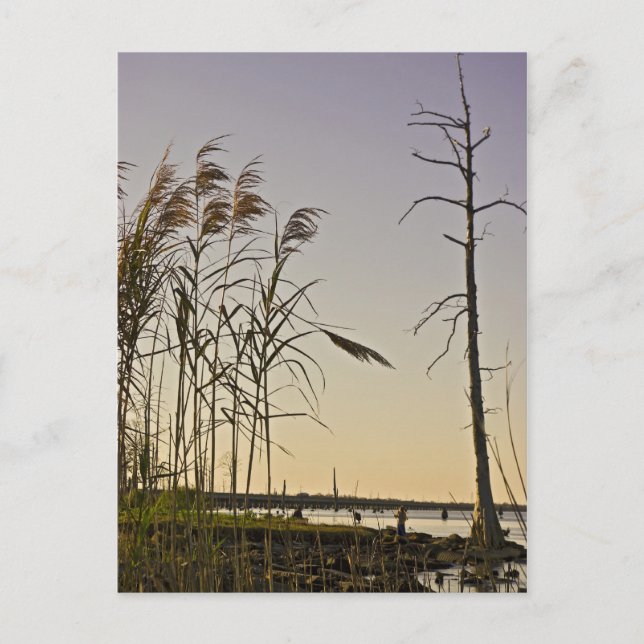 Postal Atardecer en la ciénaga de Luisiana (Anverso)