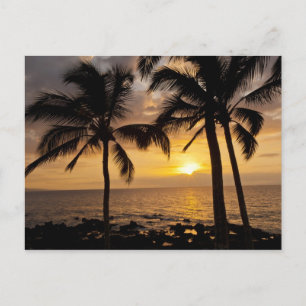 Postal Atardecer en palmera
