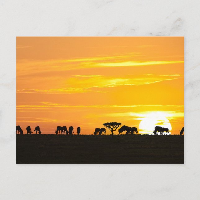Postal Atardecer en Serengeti (Anverso)
