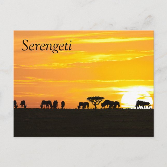 Postal Atardecer en Serengeti (Anverso)