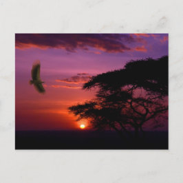 Postal Atardecer en Serengeti, Tanzania