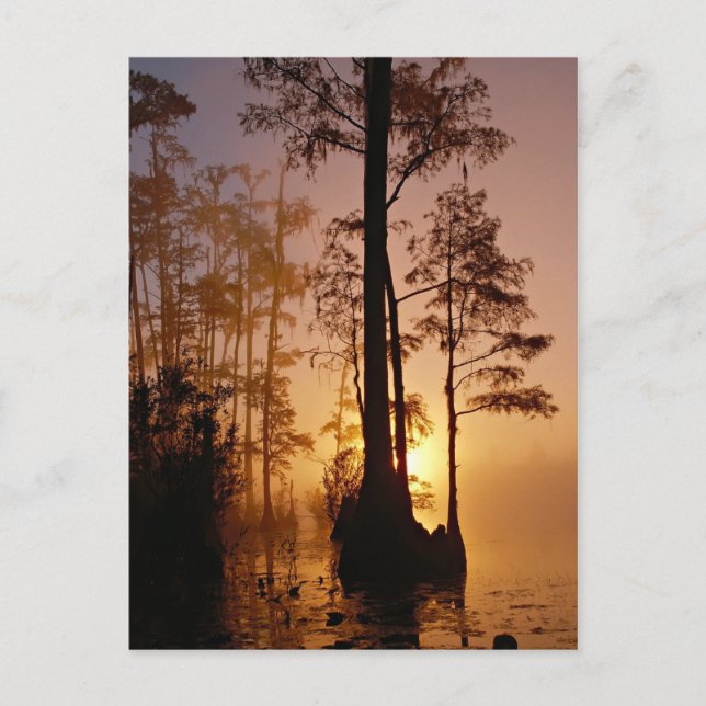 Postal Atardecer sobre el pantano de Okefenokee en Georgi (Anverso)