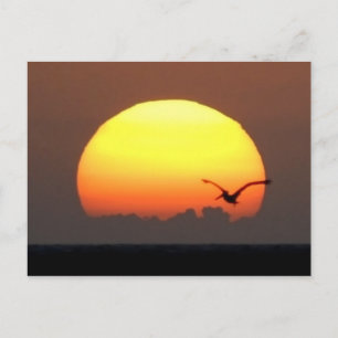 Postal Atardecer y pelícano