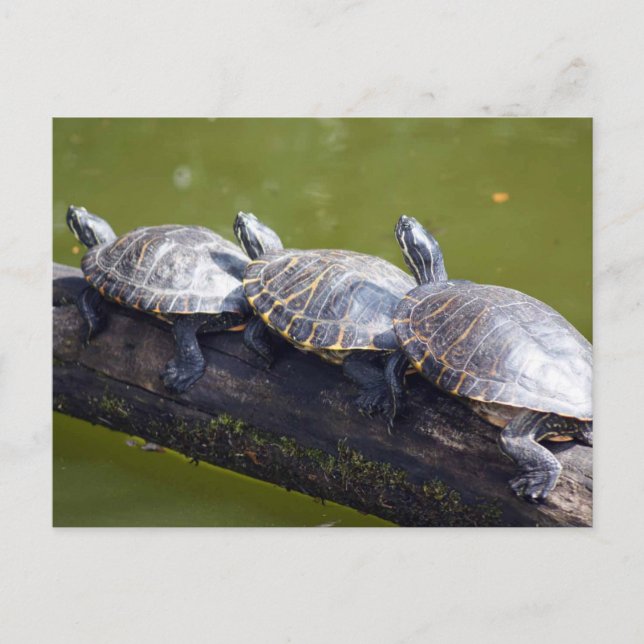 Postal Atasco de tráfico (Anverso)