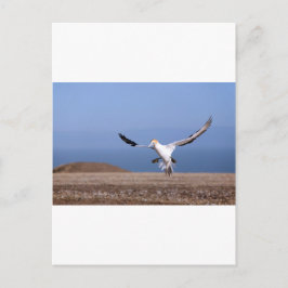 Postal Aterrizaje de Gannet en la colonia Cape Kidnappers