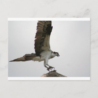 Postal Aterrizaje Osprey
