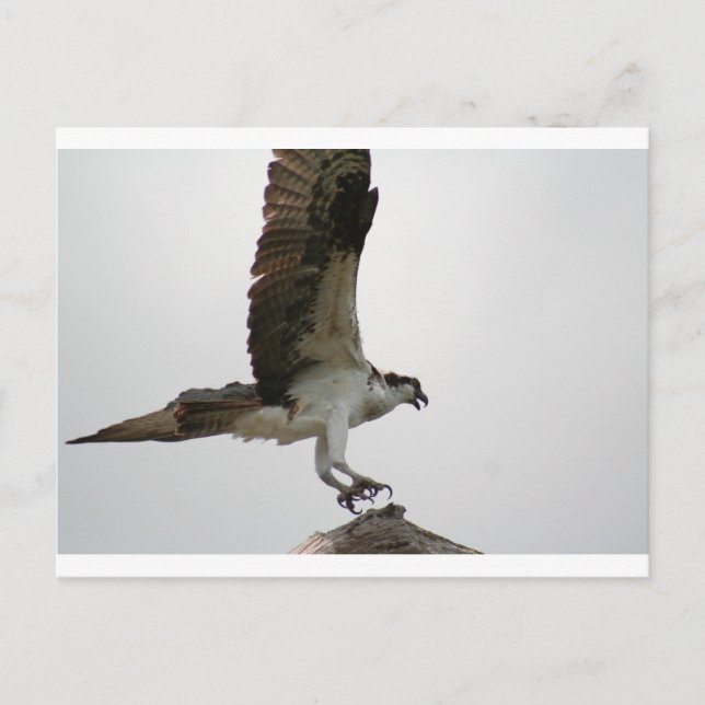 Postal Aterrizaje Osprey (Anverso)