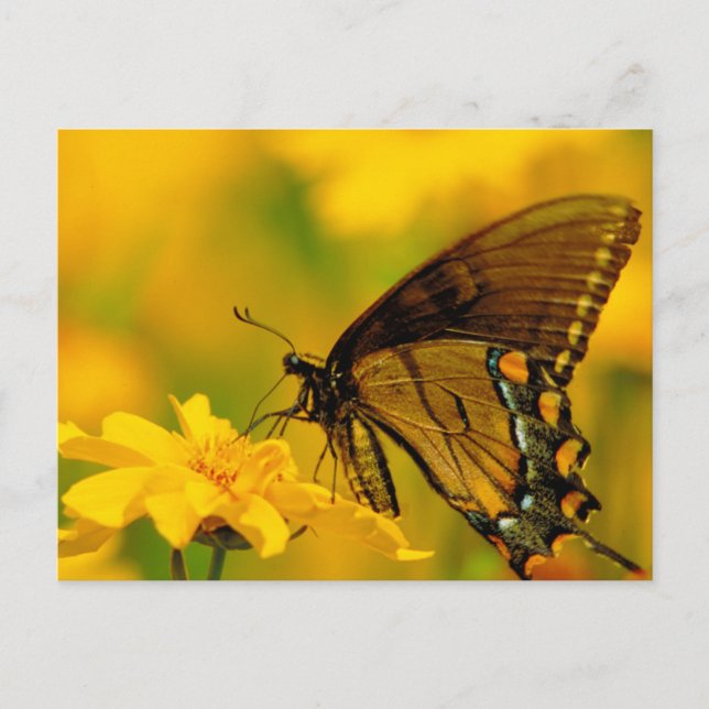 Postal Aterrizaje suave (Anverso)