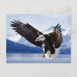 Postal Aterrizando águila calva