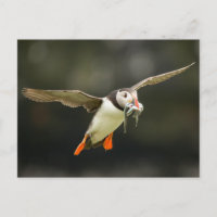 Atlantismo volador con peces en pico