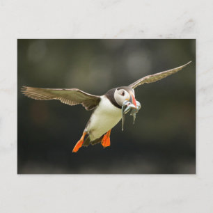 Postal Atlantismo volador con peces en pico