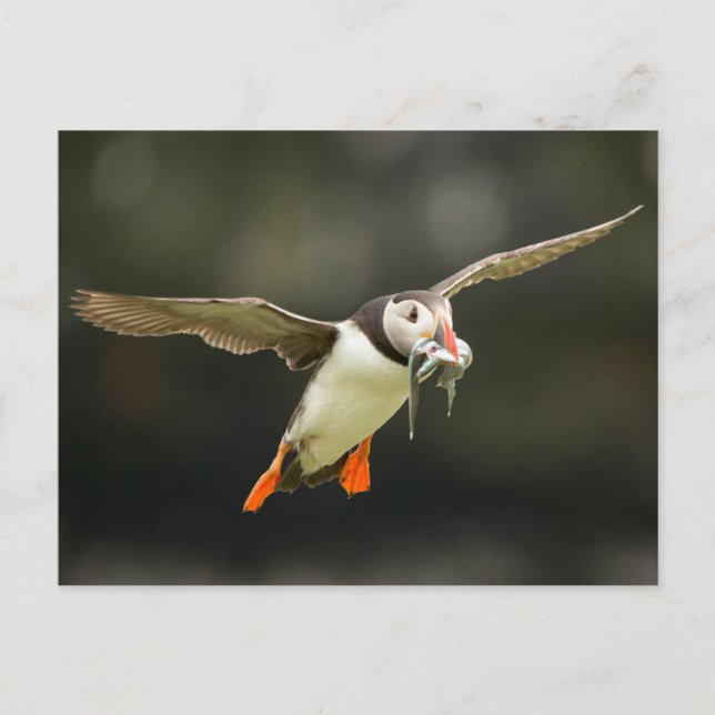 Postal Atlantismo volador con peces en pico (Anverso)