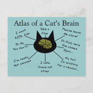 Postal Atlas del cerebro de un gato