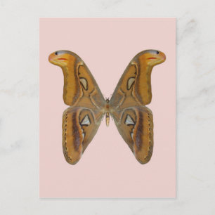 Postal Atlas Moth