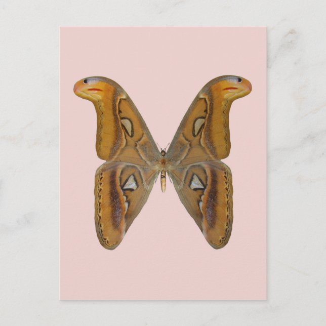 Postal Atlas Moth (Anverso)