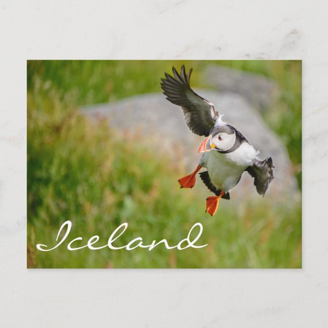 Postal Atleta de aleta volando en Islandia (Anverso)