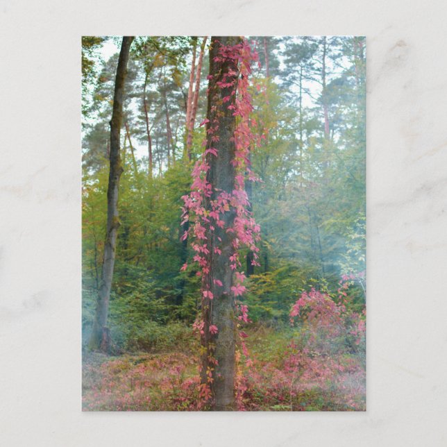 Postal Atmósfera del bosque - impresión en lienzo (Anverso)