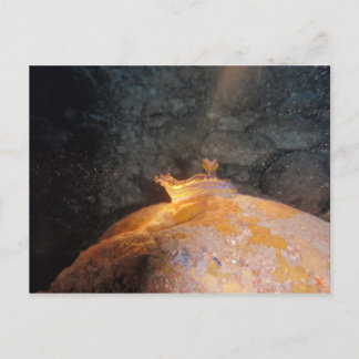 Postal Atrapado en el foco de atención