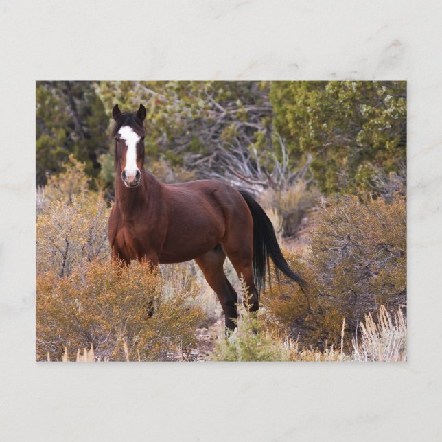 Postal Atrápenme Si Puedes (Anverso)