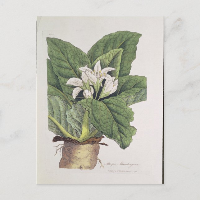 Postal Atropa mandragora (Anverso)